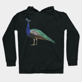 Crayon Peacock Hoodie